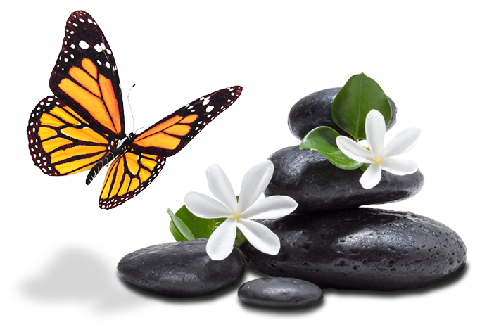 Schmetterling landet auf Steinen