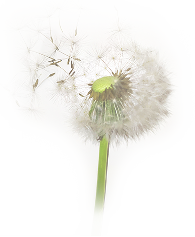 Die Samen der Pusteblume fliegen mit dem Wind
